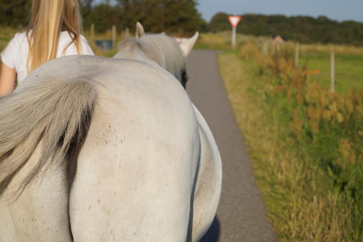 Anden særlig race Michilin [Min tidl. Part] - Når enden er god, er alting godt! billede 7