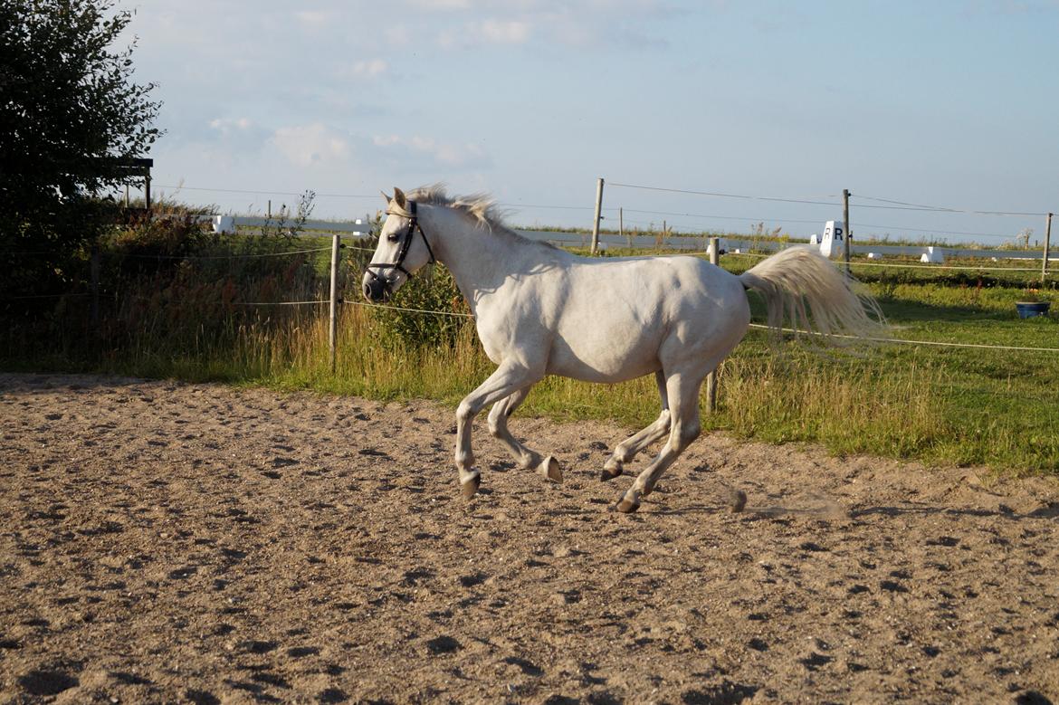 Anden særlig race Michilin [Min tidl. Part] - Hygge på ridebanen sammen med Laura<3 billede 2