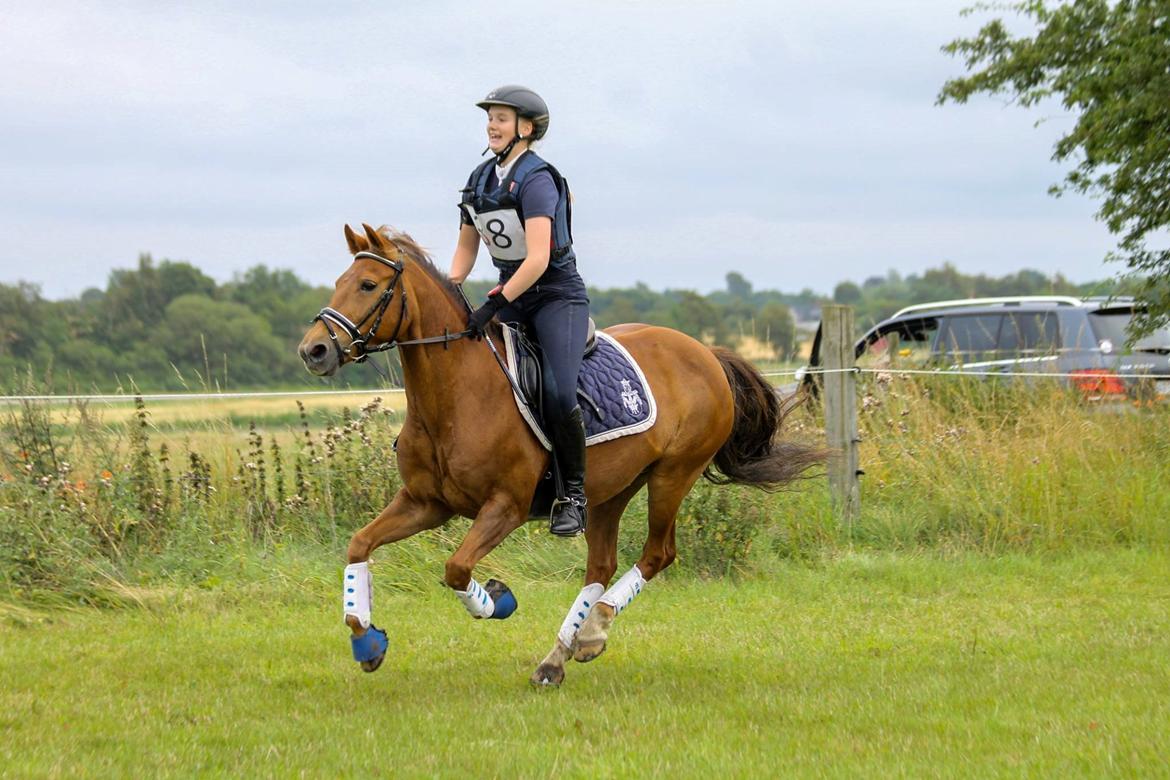 New Forest Flying Red Chili - cncp80 på SØG - disciplinvinder i terrænet billede 11