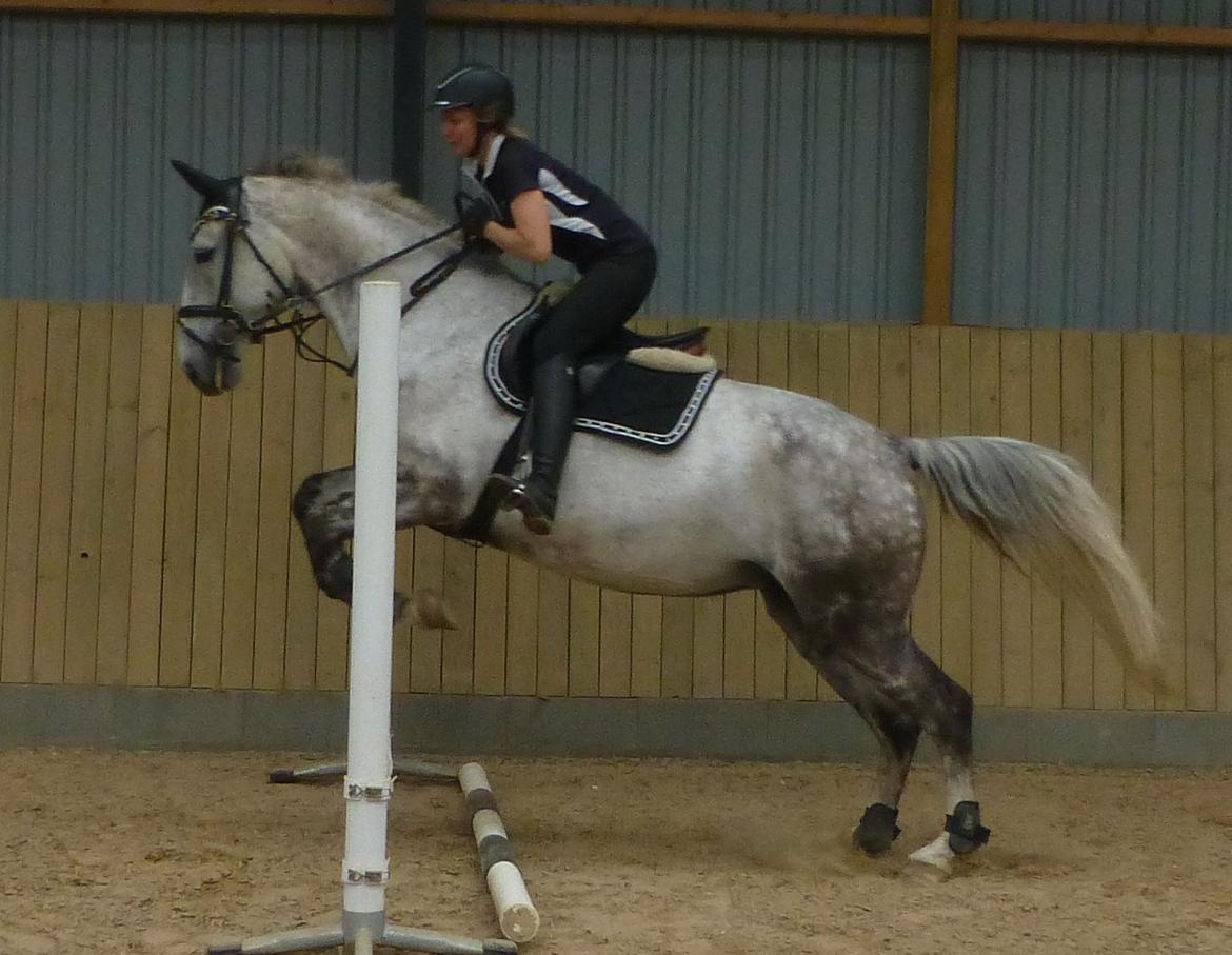 Anden særlig race Cara - SOLGT - wuuhuuu - første spring siden jeg var teenager! billede 49