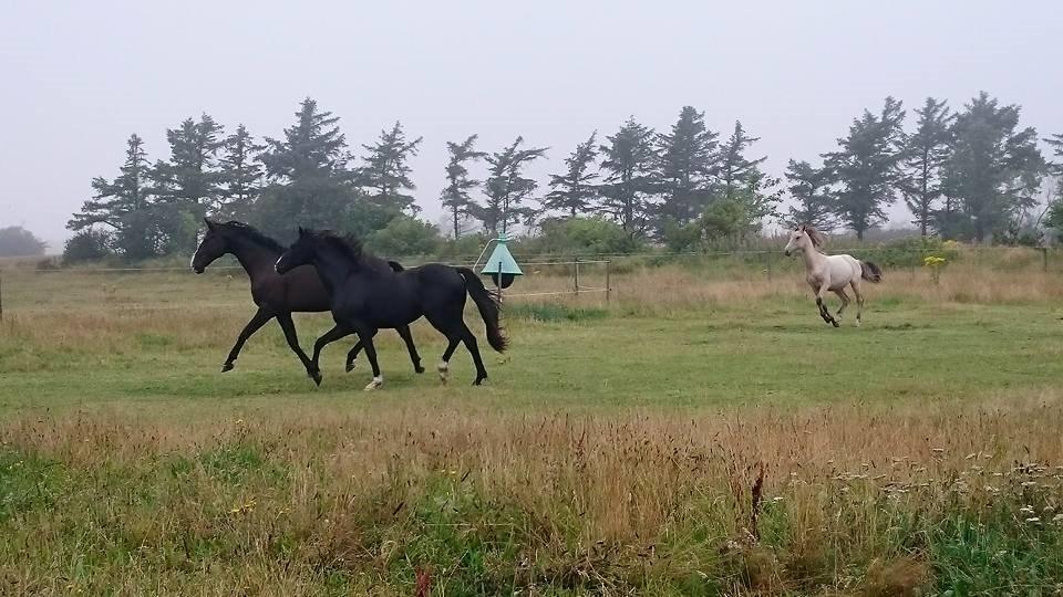 Dansk Varmblod Mosegårdens Derello "Frost" <3 billede 18