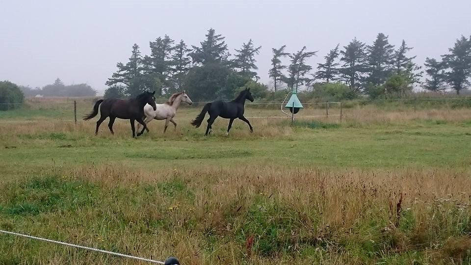 Dansk Varmblod Mosegårdens Derello "Frost" <3 billede 17