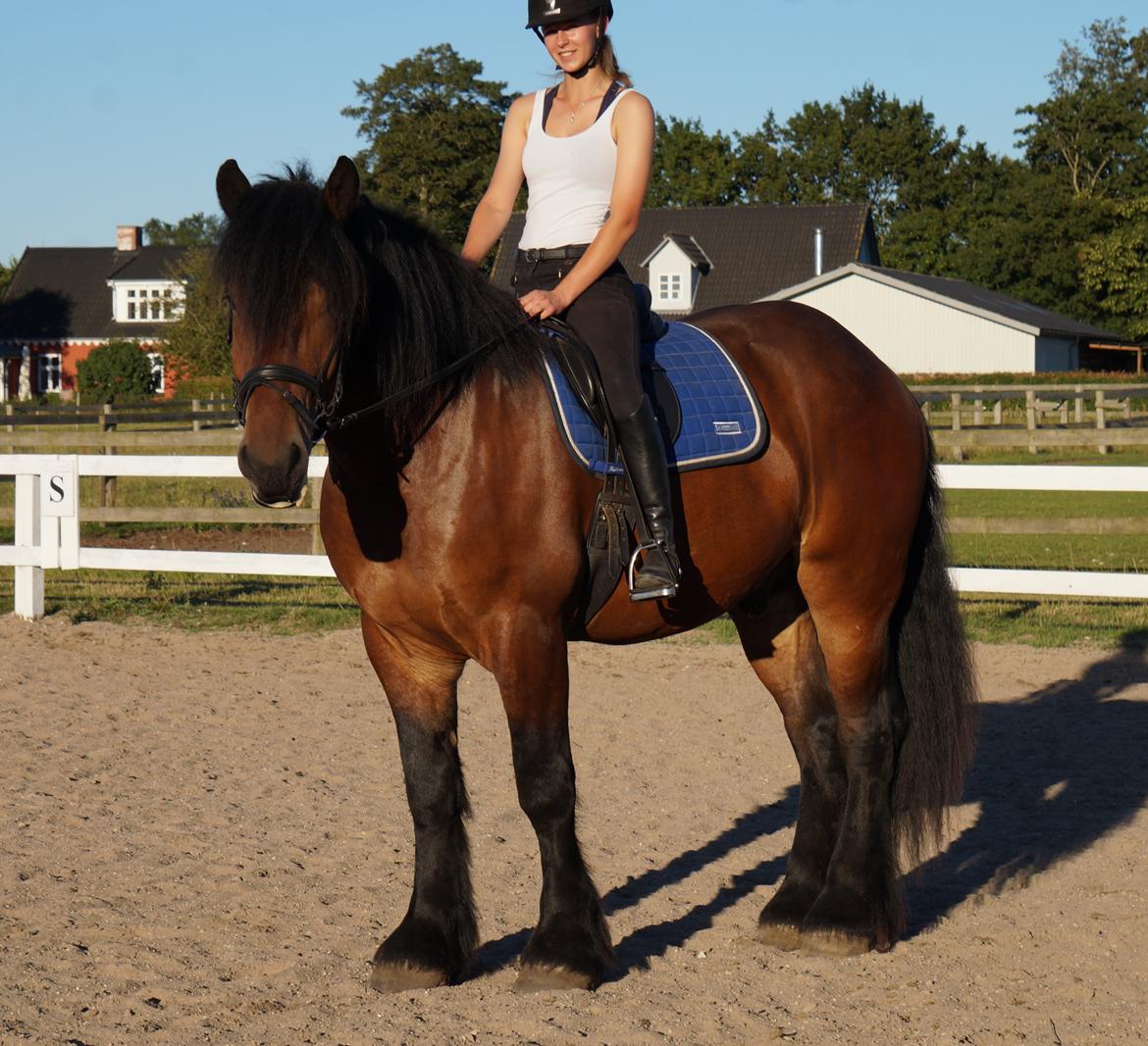 Belgier Søtoften's Hansi billede 19