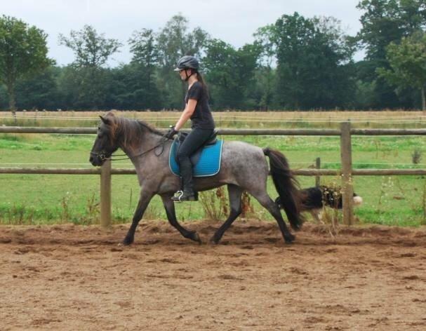 Islænder LITFARI BLÅBJERG billede 20