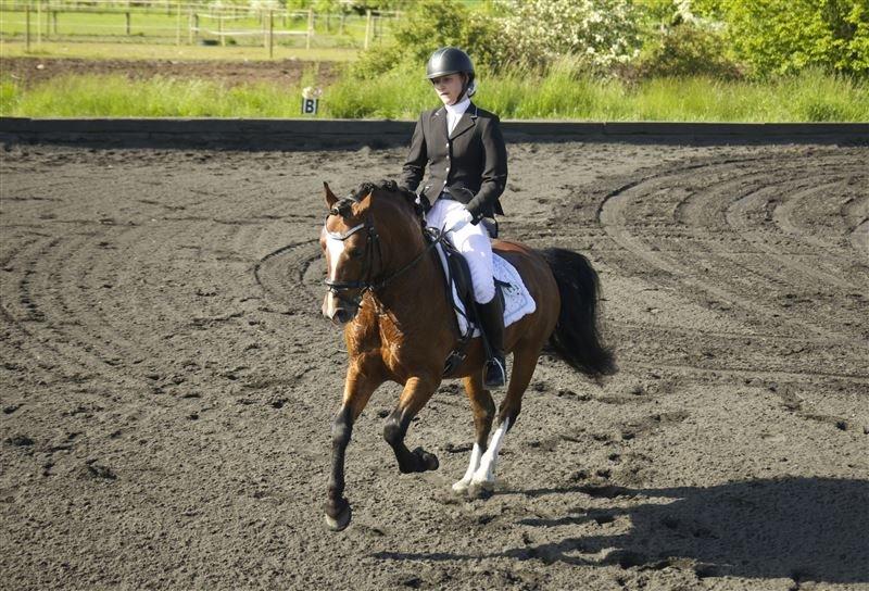 Welsh Pony af Cob-type (sec C) Rytterbjergets Discovery - B pony - Andet C-stv på Årslevgården d.05-06-2015. Vinder af LA1 :) billede 8