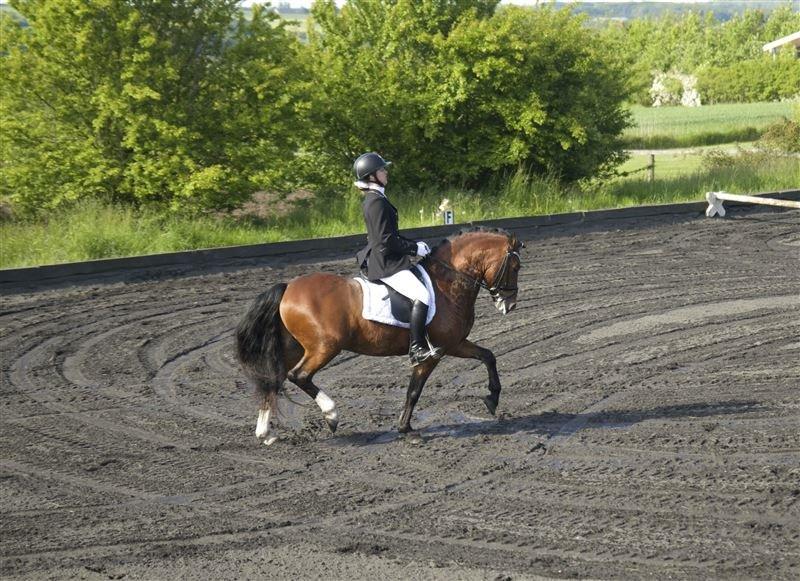 Welsh Pony af Cob-type (sec C) Rytterbjergets Discovery - B pony - Andet C-stv d. 05-06-2015 Vinder LA1 billede 9