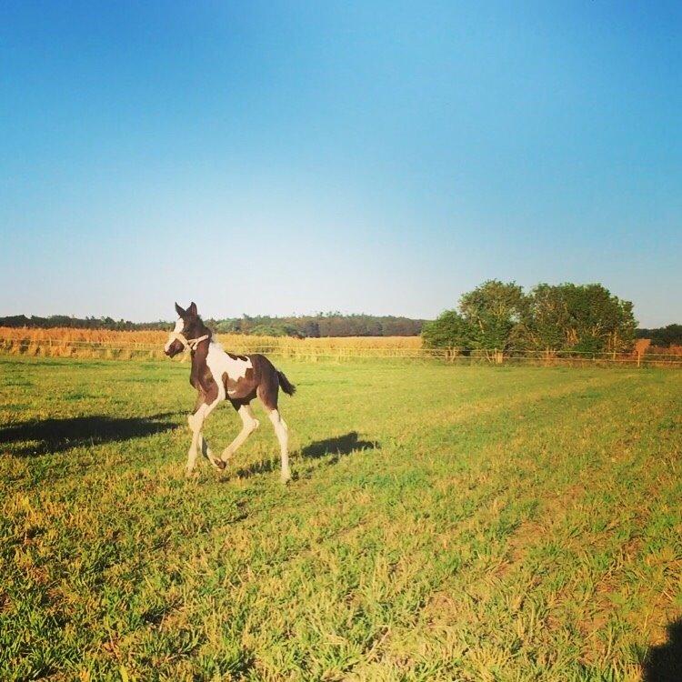 Barockpinto Revsgaards Rhapsody billede 14