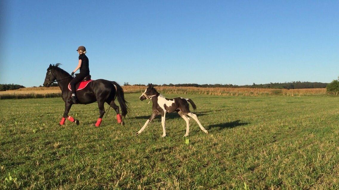 Barockpinto Revsgaards Rhapsody billede 15