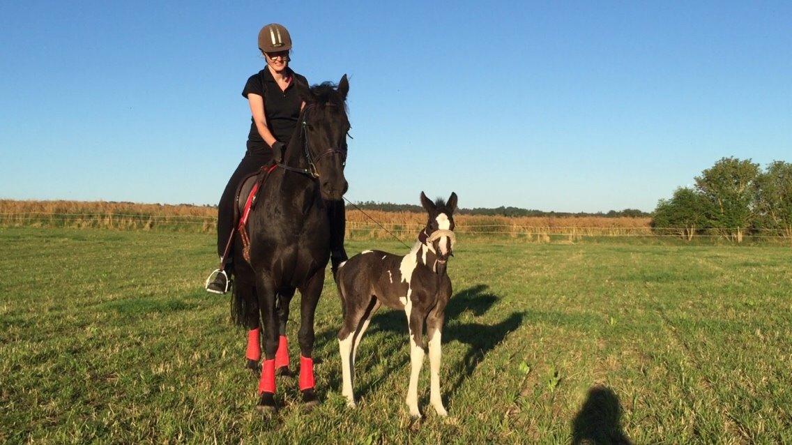 Barockpinto Revsgaards Rhapsody billede 16