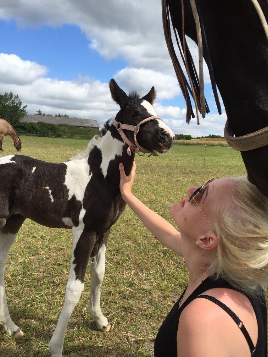 Barockpinto Revsgaards Rhapsody billede 20