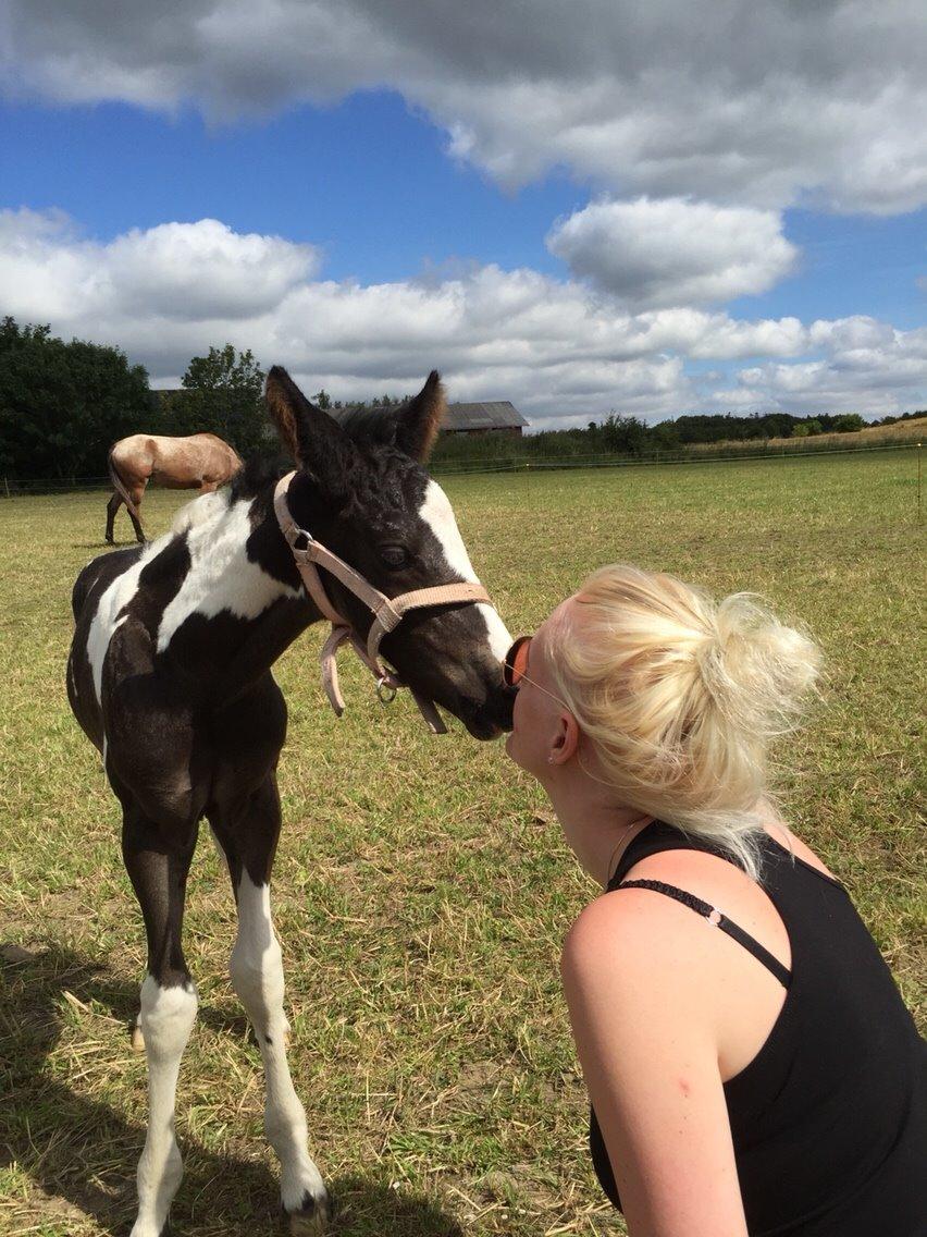 Barockpinto Revsgaards Rhapsody billede 19