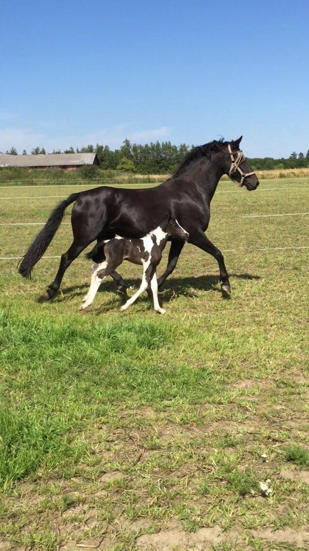 Barockpinto Revsgaards Rhapsody billede 21