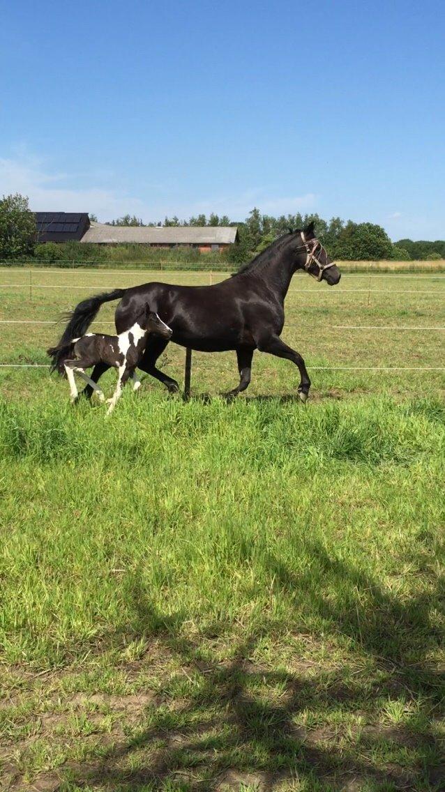 Barockpinto Revsgaards Rhapsody billede 22