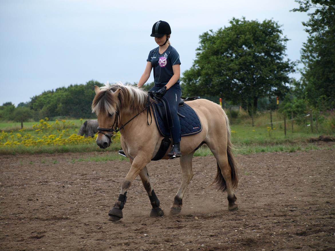 Fjordhest Prins billede 23