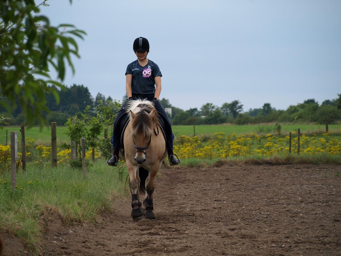 Fjordhest Prins billede 5