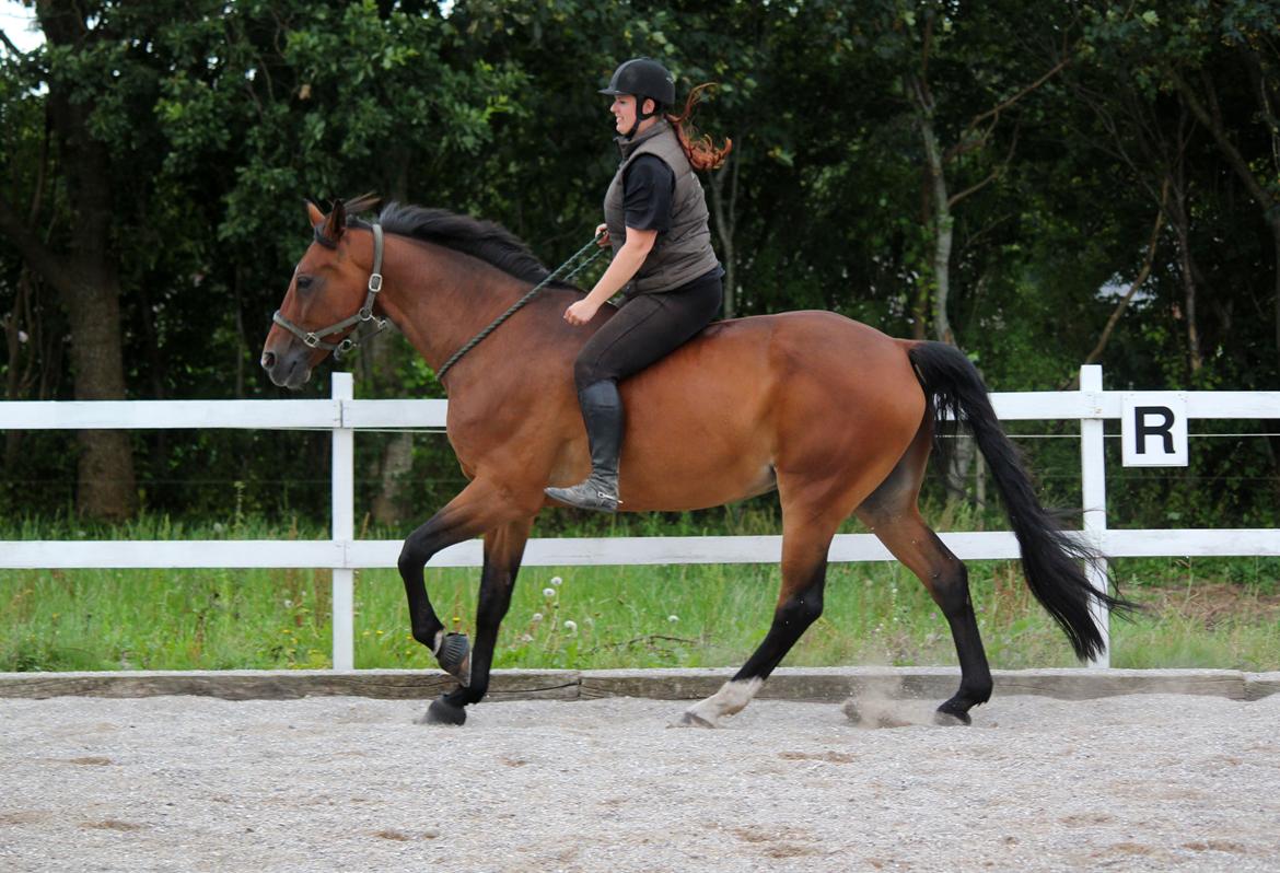 Anden særlig race Dalvangs Casper - Casper i cordeo :) billede 47