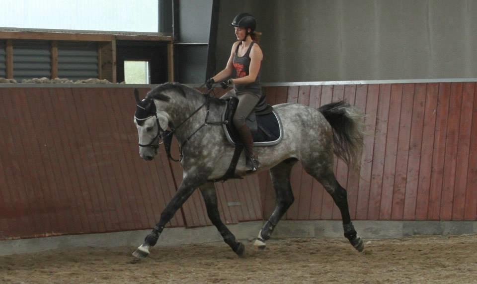 Anden særlig race C.G. Cool Cash - Under genoptræning med Juoe Syskind billede 13