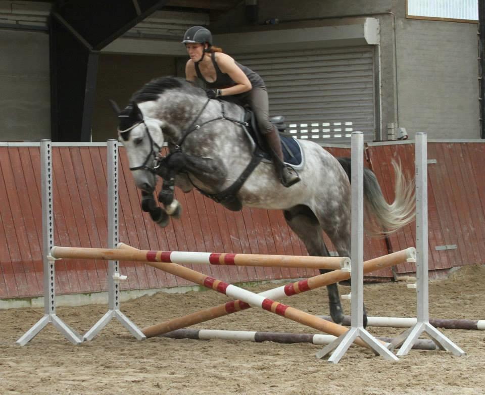 Anden særlig race C.G. Cool Cash - Genoptræning med små spring med Julie Syskind billede 3