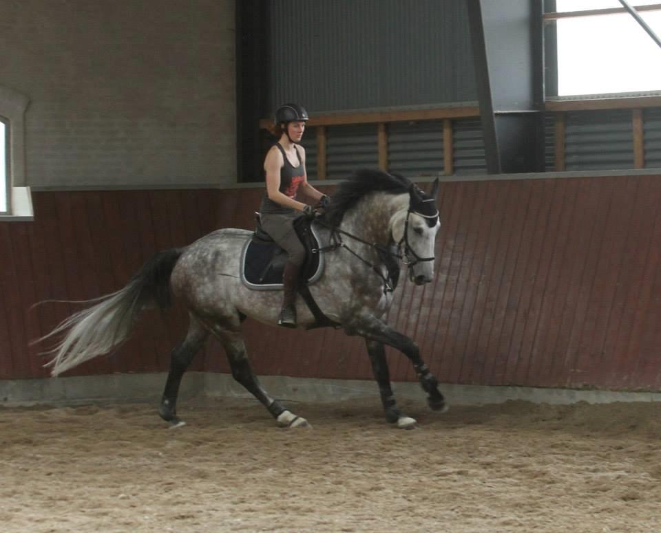 Anden særlig race C.G. Cool Cash - Coolie under genoptæning med Julie Syskind  billede 2