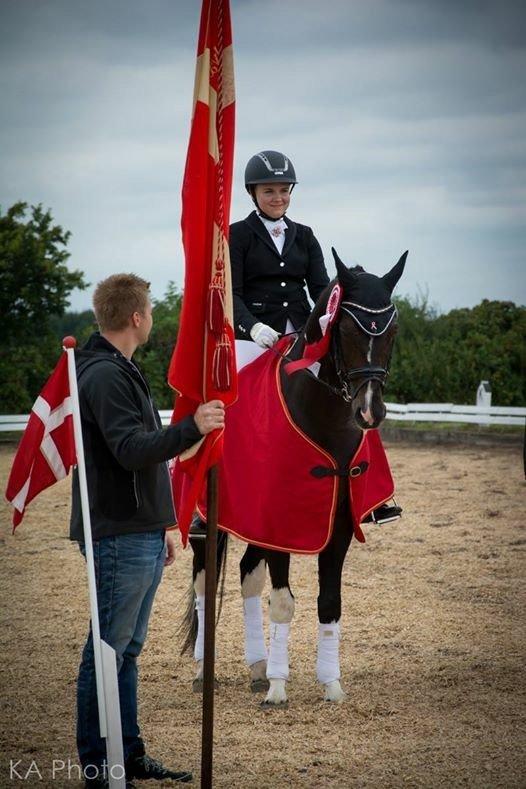 Pinto DELCAPONE - DISTRIKTSMESTER 2015  billede 1