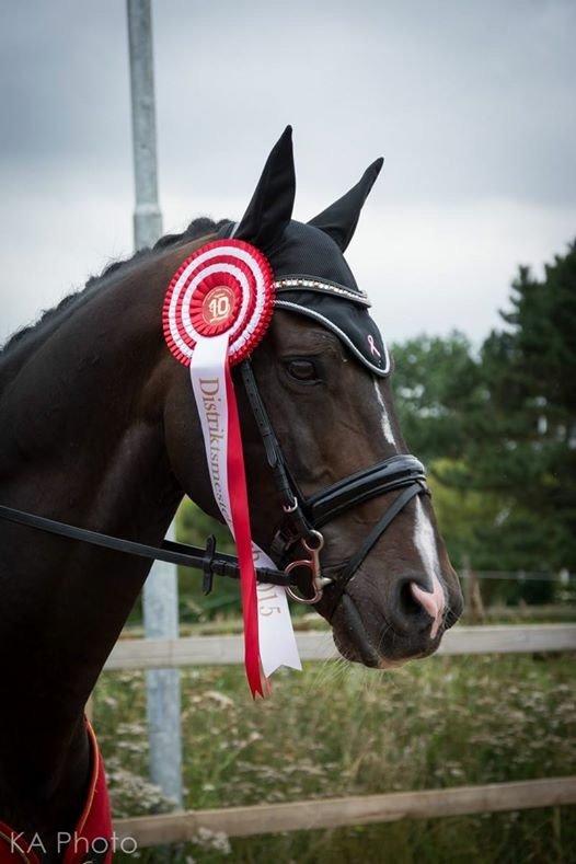 Pinto DELCAPONE billede 2