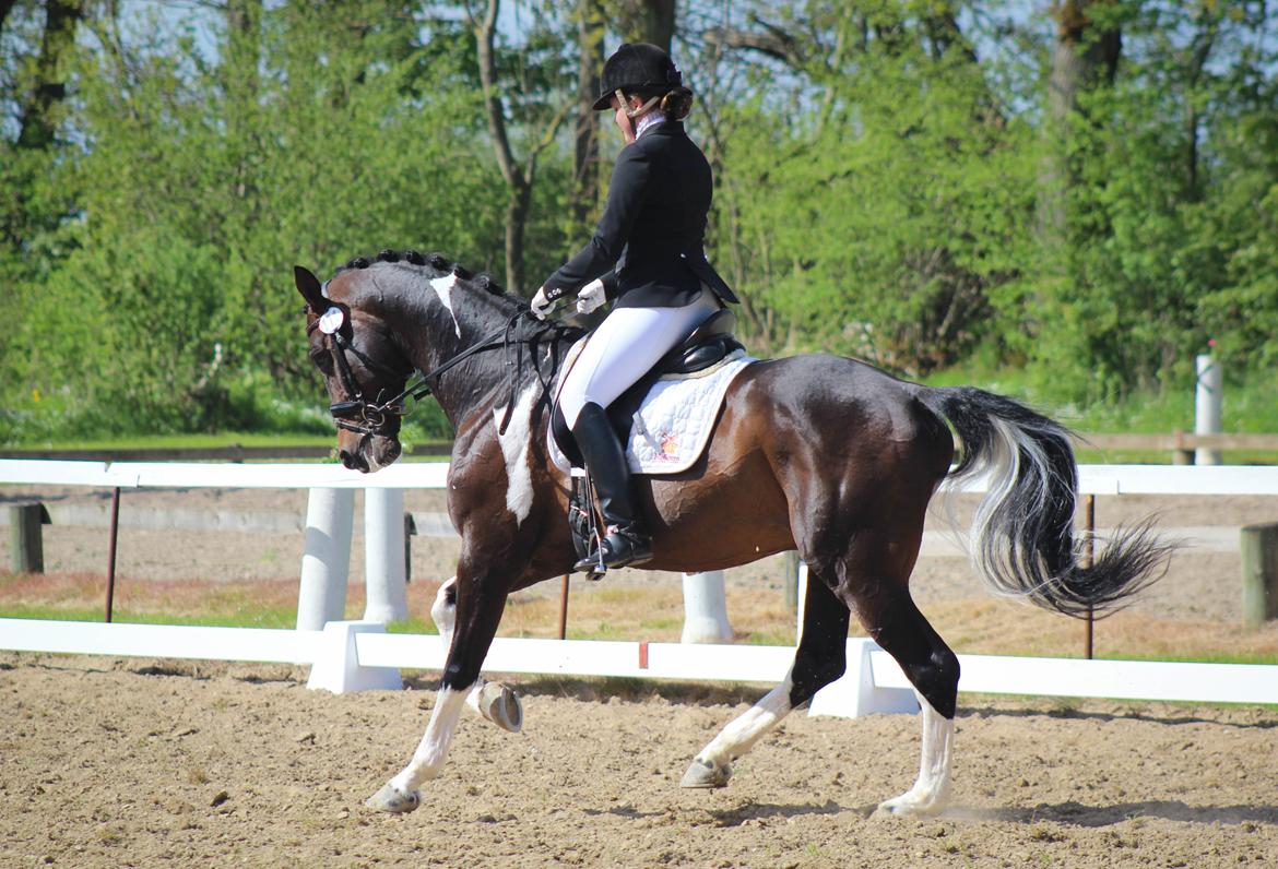 Pinto DELCAPONE billede 4