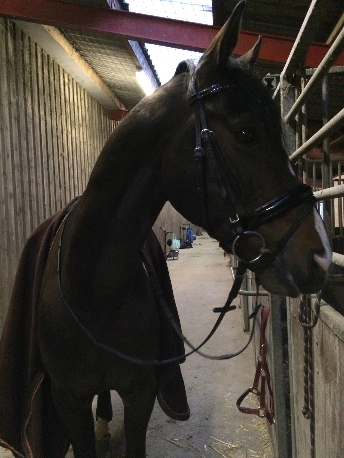 Pinto DELCAPONE billede 5