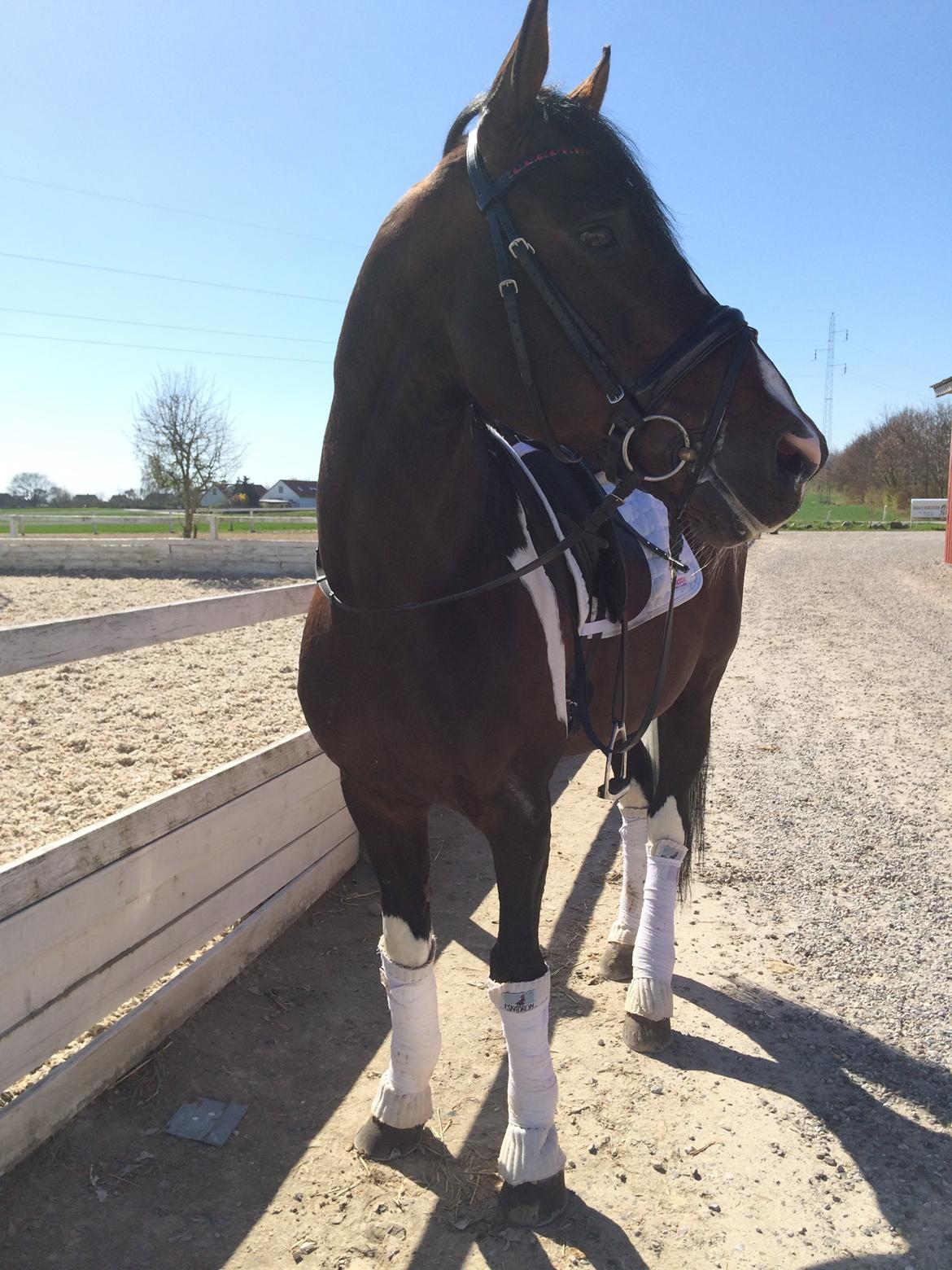 Pinto DELCAPONE billede 8