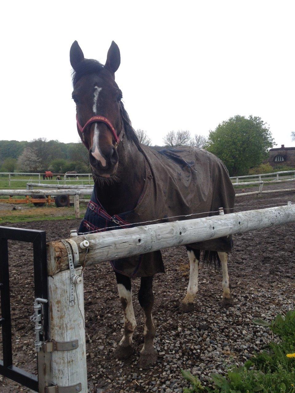 Pinto DELCAPONE billede 9