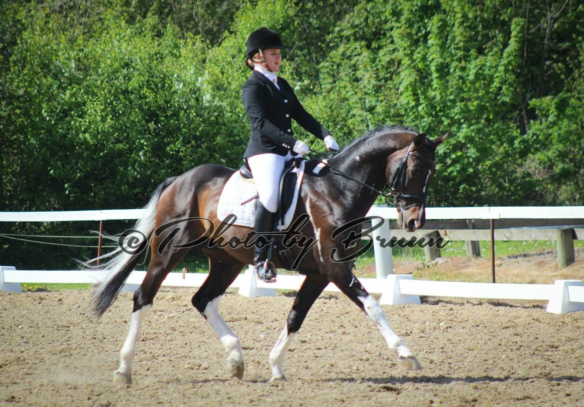 Pinto DELCAPONE billede 10