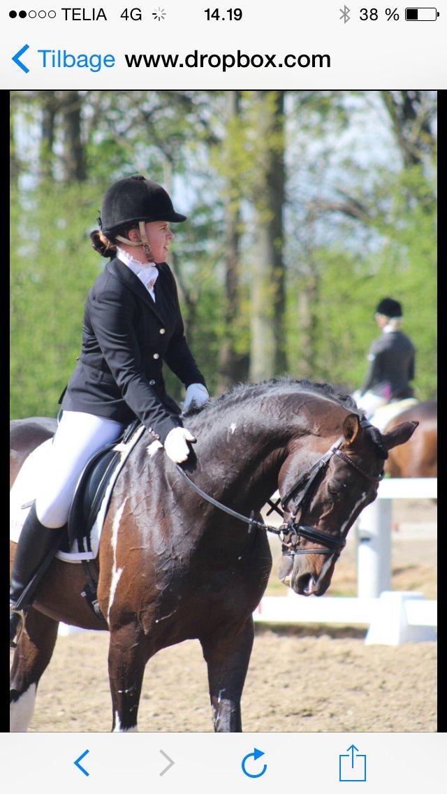 Pinto DELCAPONE billede 11