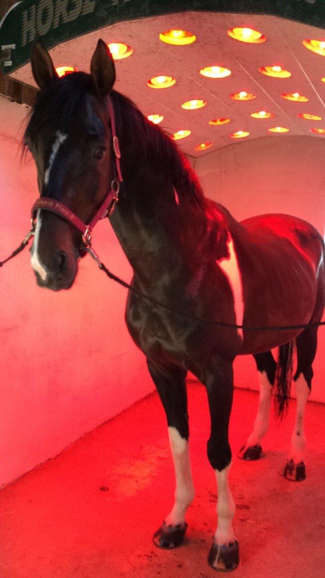 Pinto DELCAPONE billede 6