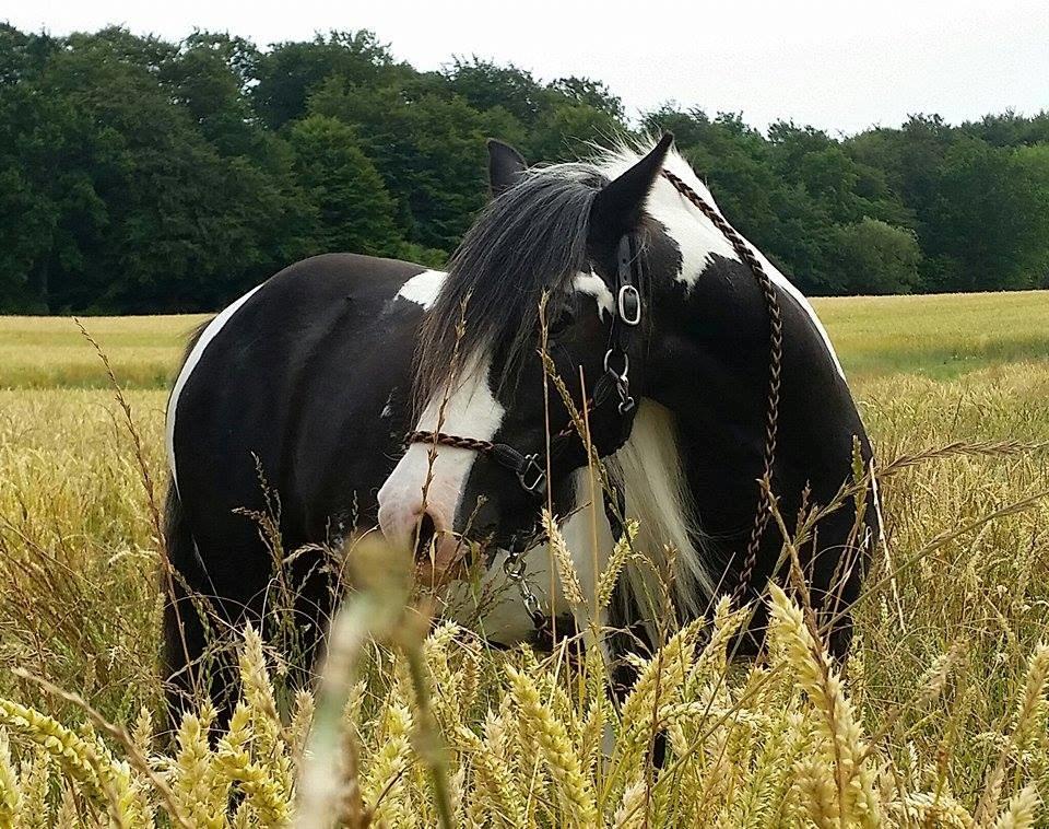 Irish Cob Kavanaugh billede 1