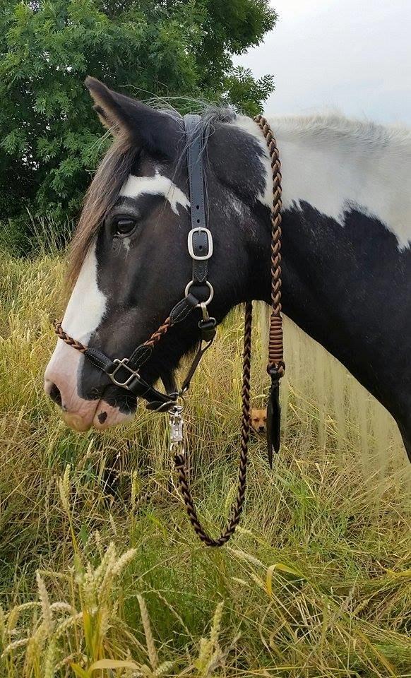 Irish Cob Kavanaugh billede 2