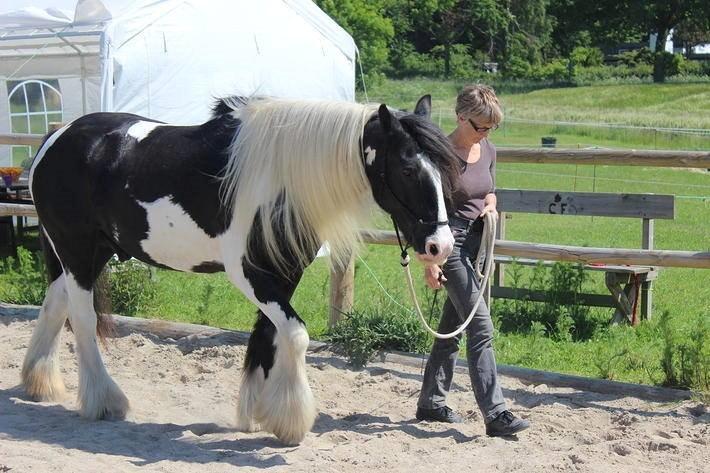 Irish Cob Kavanaugh billede 3