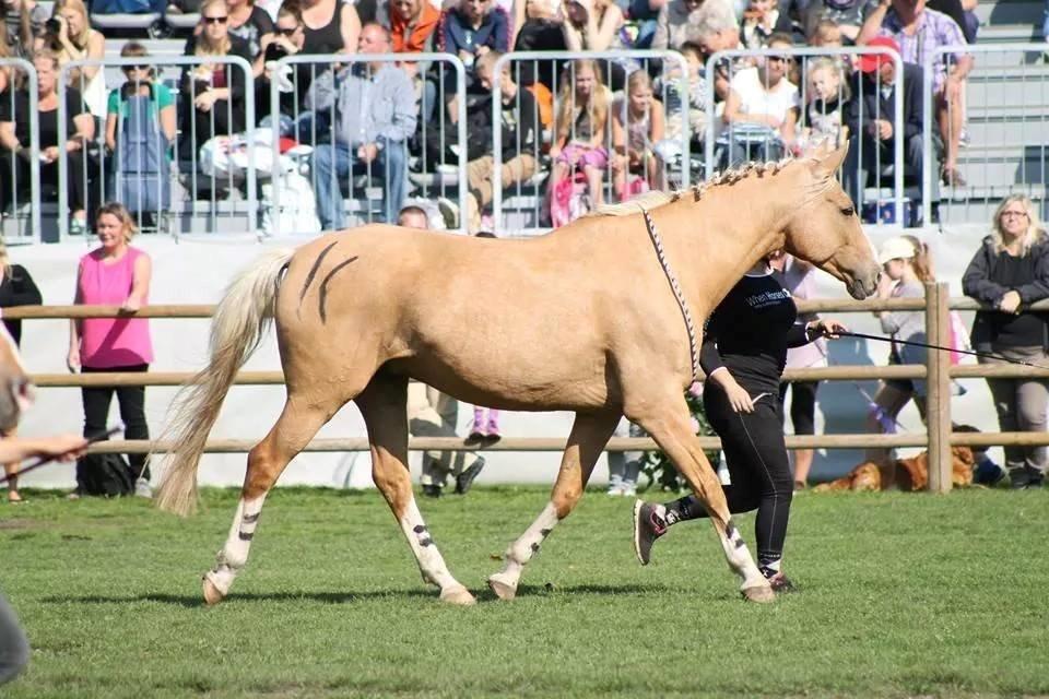 Anden særlig race Copys Le Charmeur billede 19