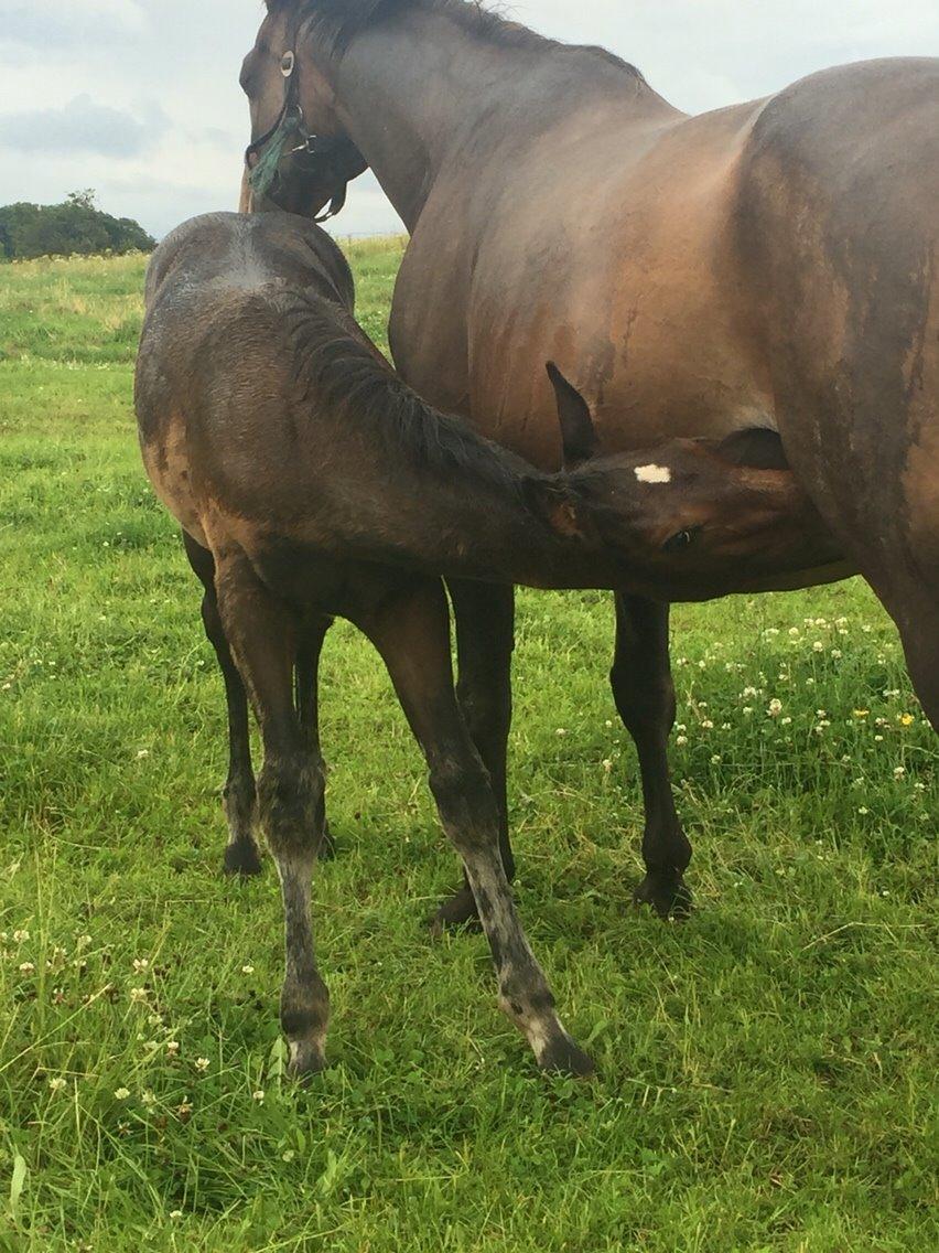 Anden særlig race magnificent courage billede 1