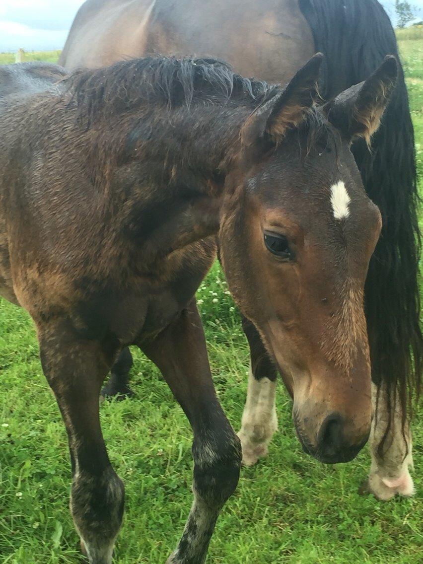 Anden særlig race magnificent courage billede 3