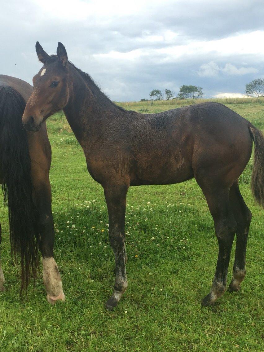 Anden særlig race magnificent courage billede 4