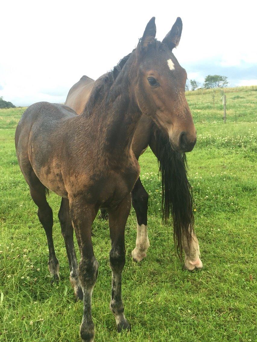Anden særlig race magnificent courage billede 5