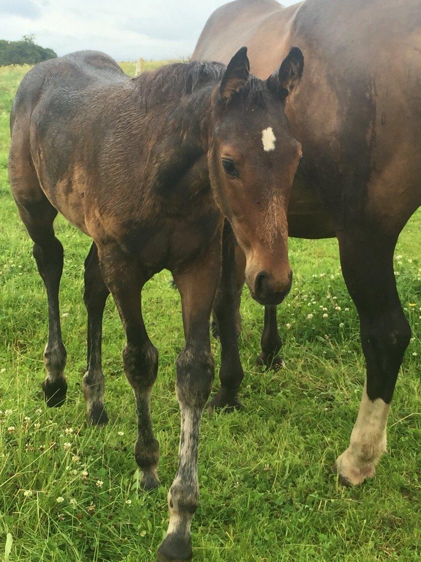 Anden særlig race magnificent courage billede 2