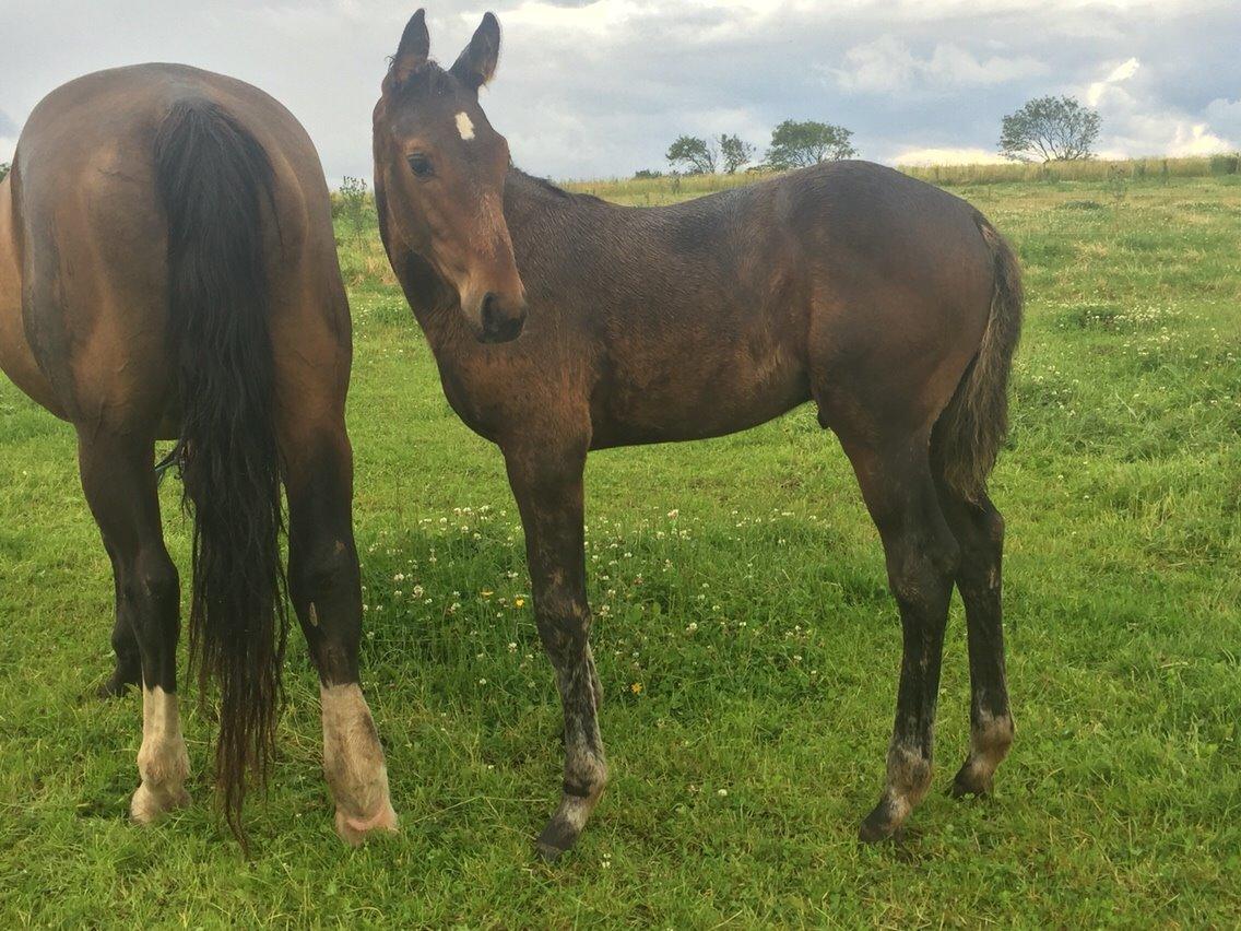 Anden særlig race magnificent courage billede 6