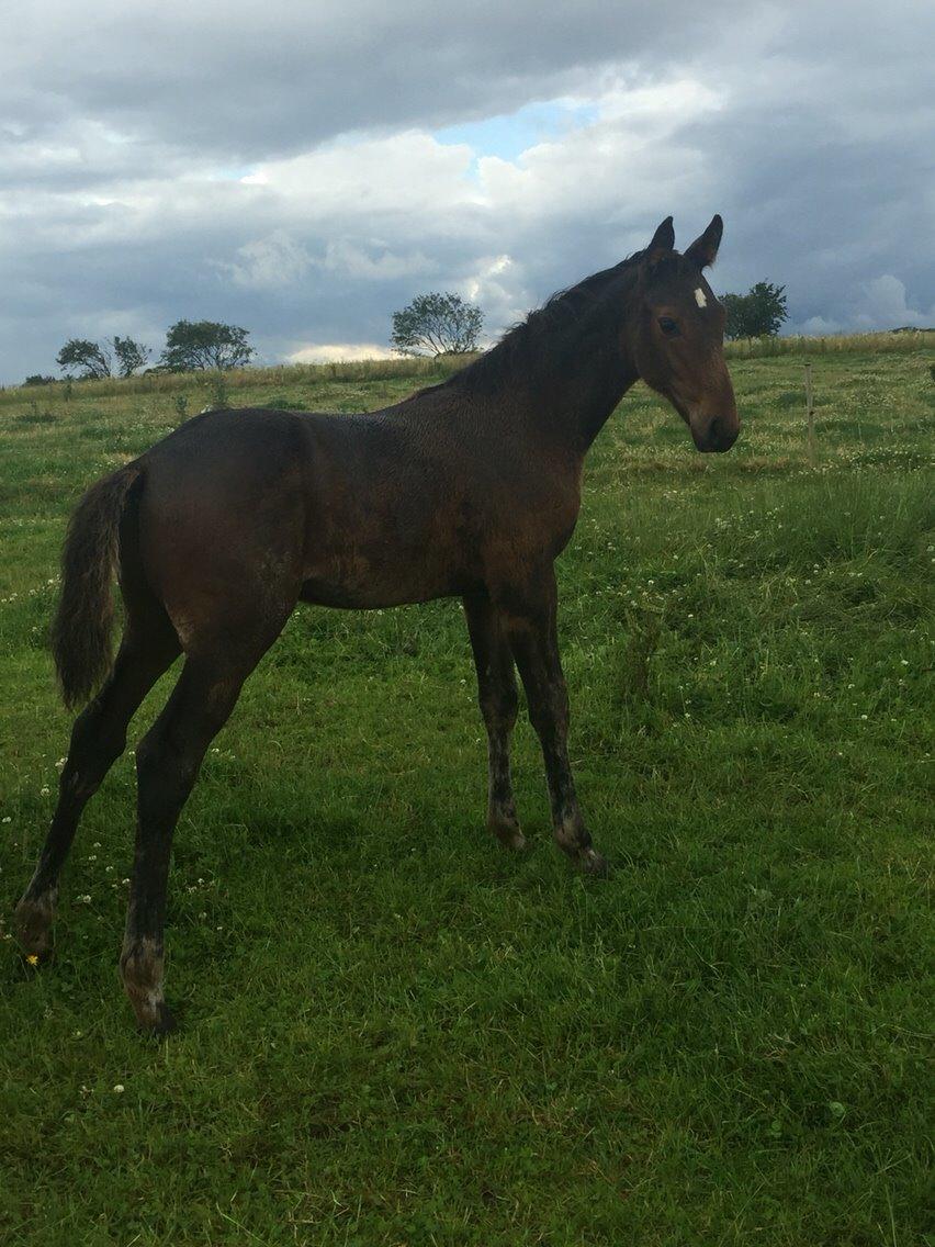 Anden særlig race magnificent courage billede 7