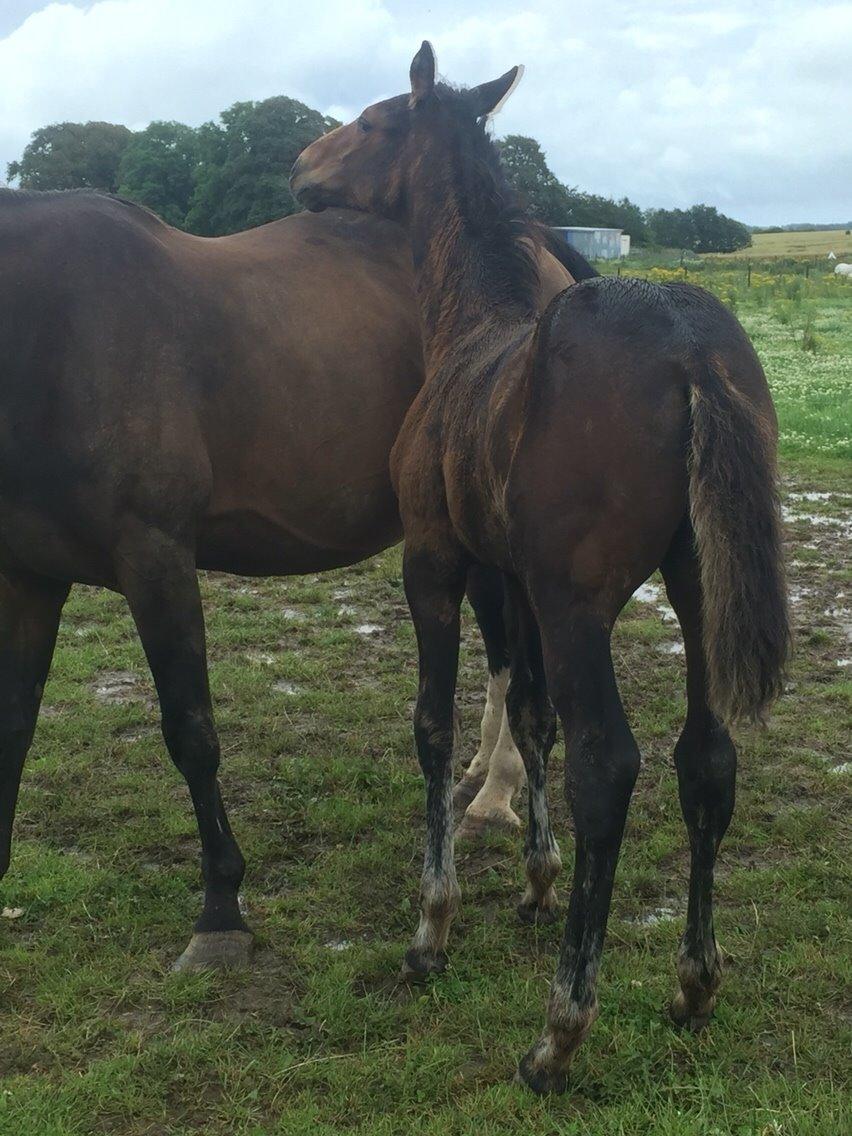 Anden særlig race magnificent courage billede 8