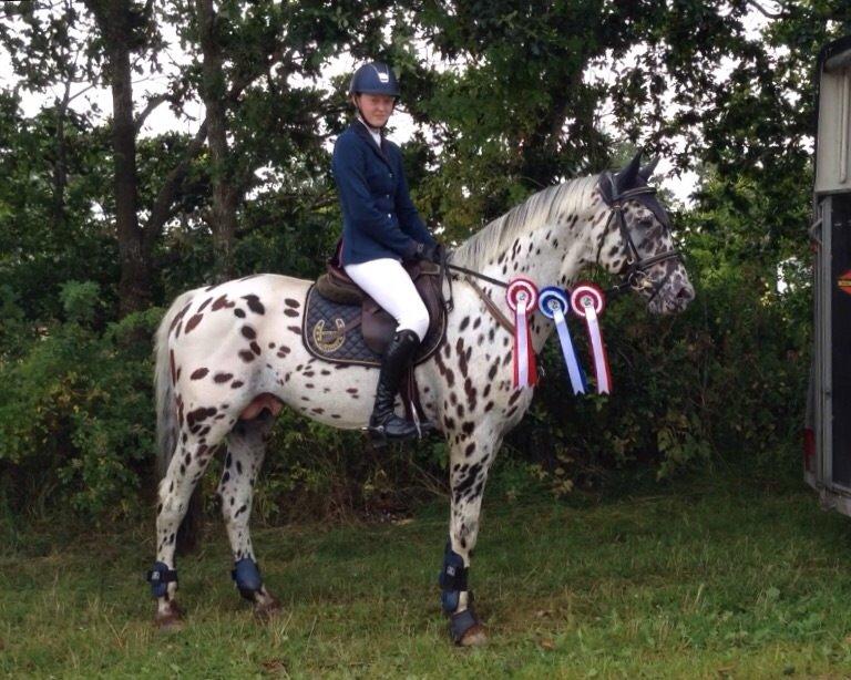 Knabstrupper Fairbanks Skrødstrup billede 10