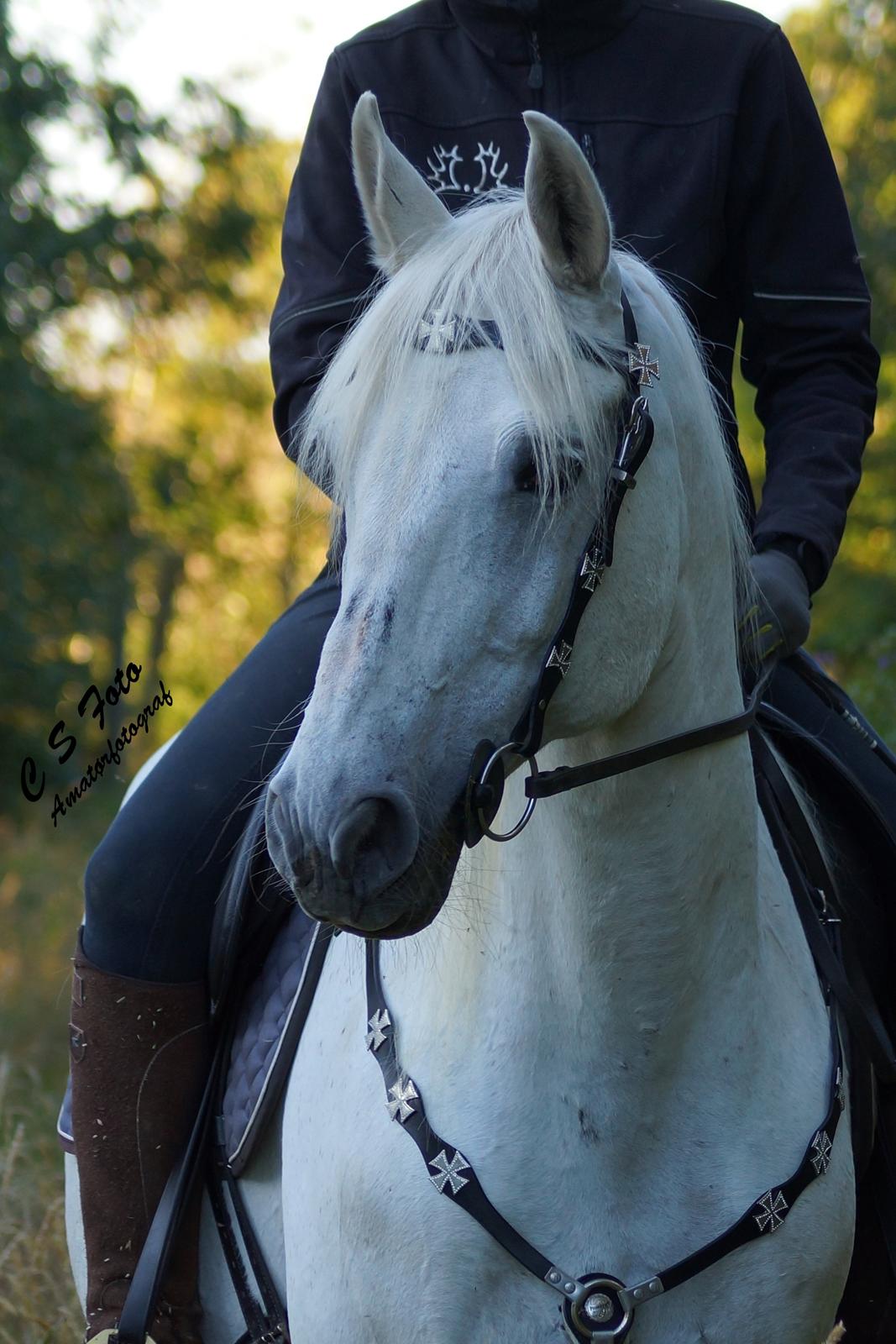 Anden særlig race Twenty - Fotograf Christina Smed billede 5