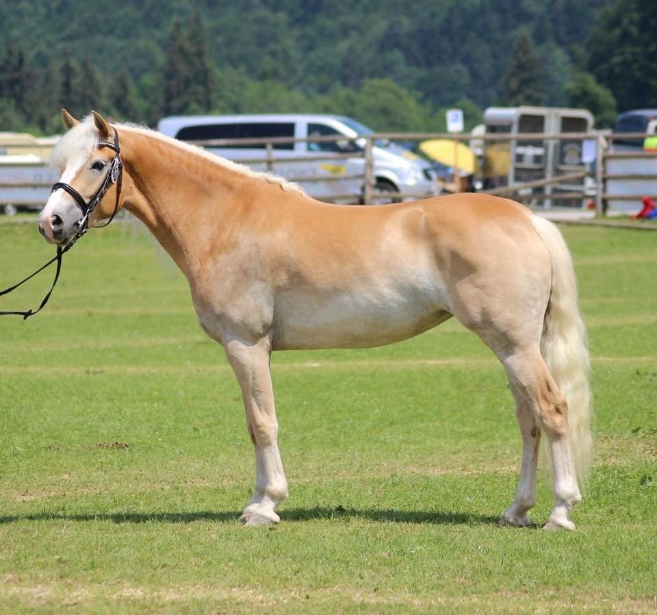 Tyroler Haflinger Haffi af elghuset - Verdensudstilling i Østrig, 2015 billede 2