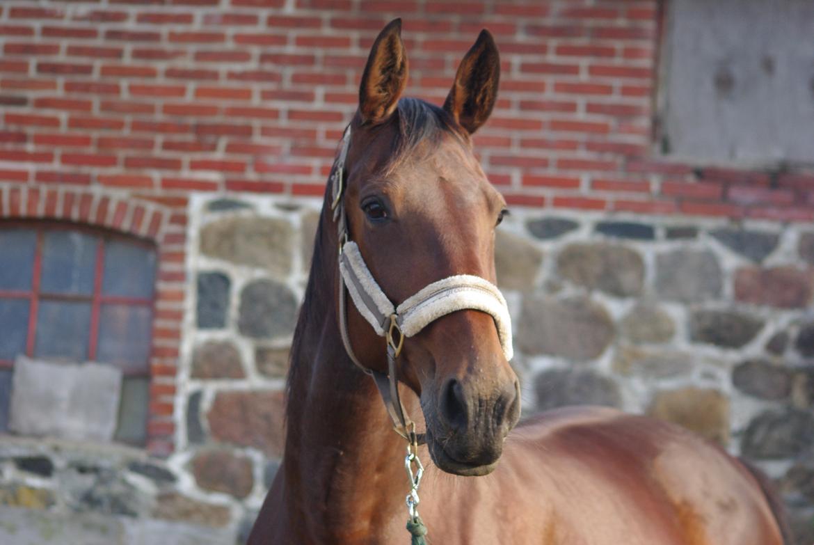 Traver Donna (prima Donna) billede 1