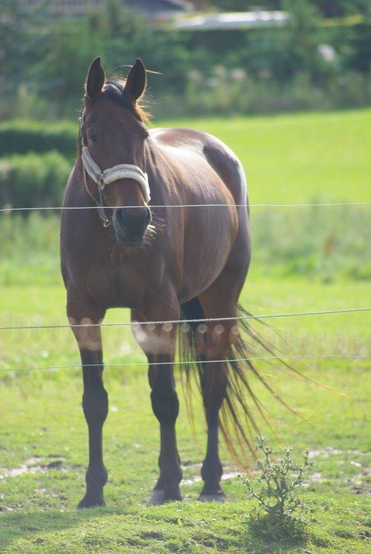 Traver Donna (prima Donna) billede 7