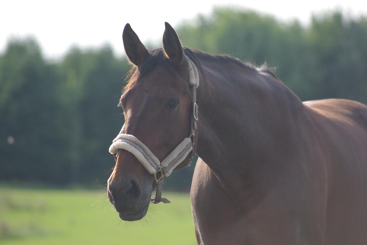 Traver Donna (prima Donna) billede 10